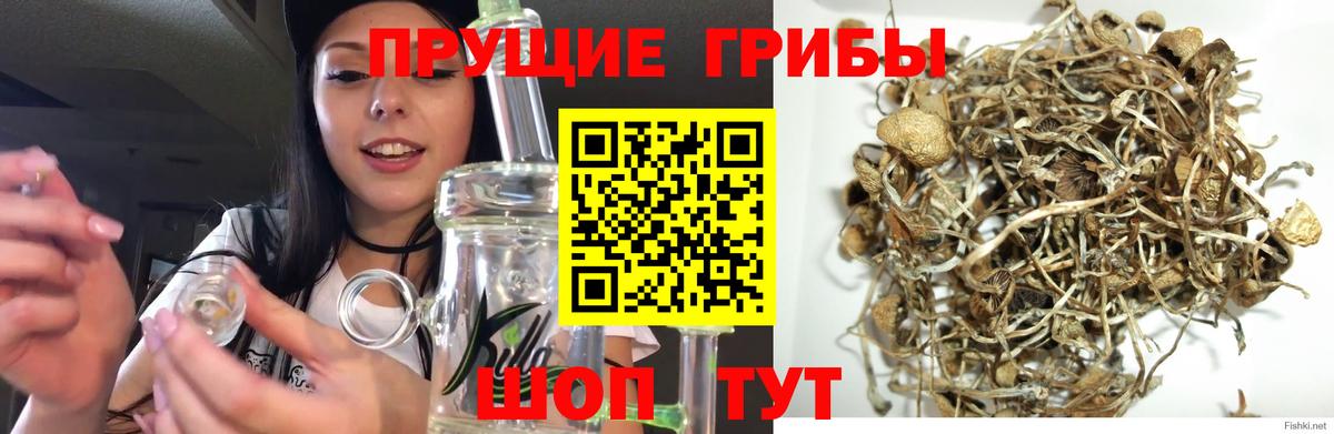 Псилоцибиновые грибы MAGIC MUSHROOMS  Псилоцибиновые грибы Cubensis  Вход с VPN  Шебекино 